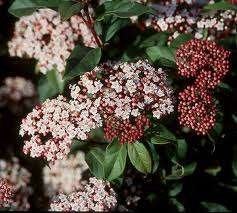 Bloeiende en wintergroene Sneeuwbal  Viburnum haag, Ophalen of Verzenden, Overige soorten, Haag, 100 tot 250 cm