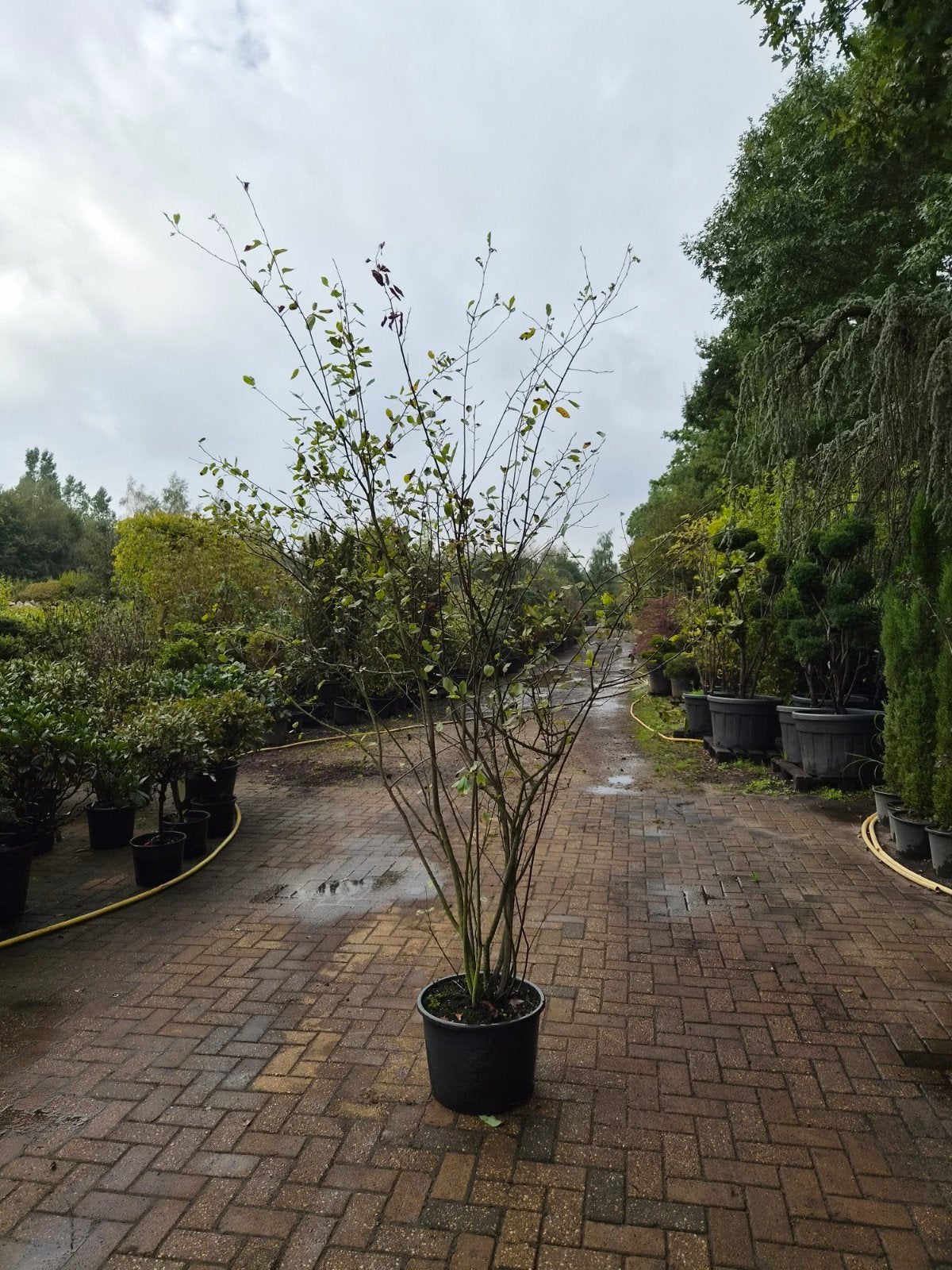 Meerstammige Amelanchier Lamarckii in pot, Tuin en Terras, Overige soorten, Lente, 100 tot 250 cm, Ophalen