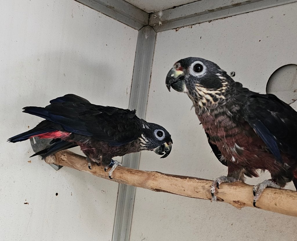 Koppel pionus fuscus, Dieren en Toebehoren, Meerdere dieren, Papegaai, Geringd