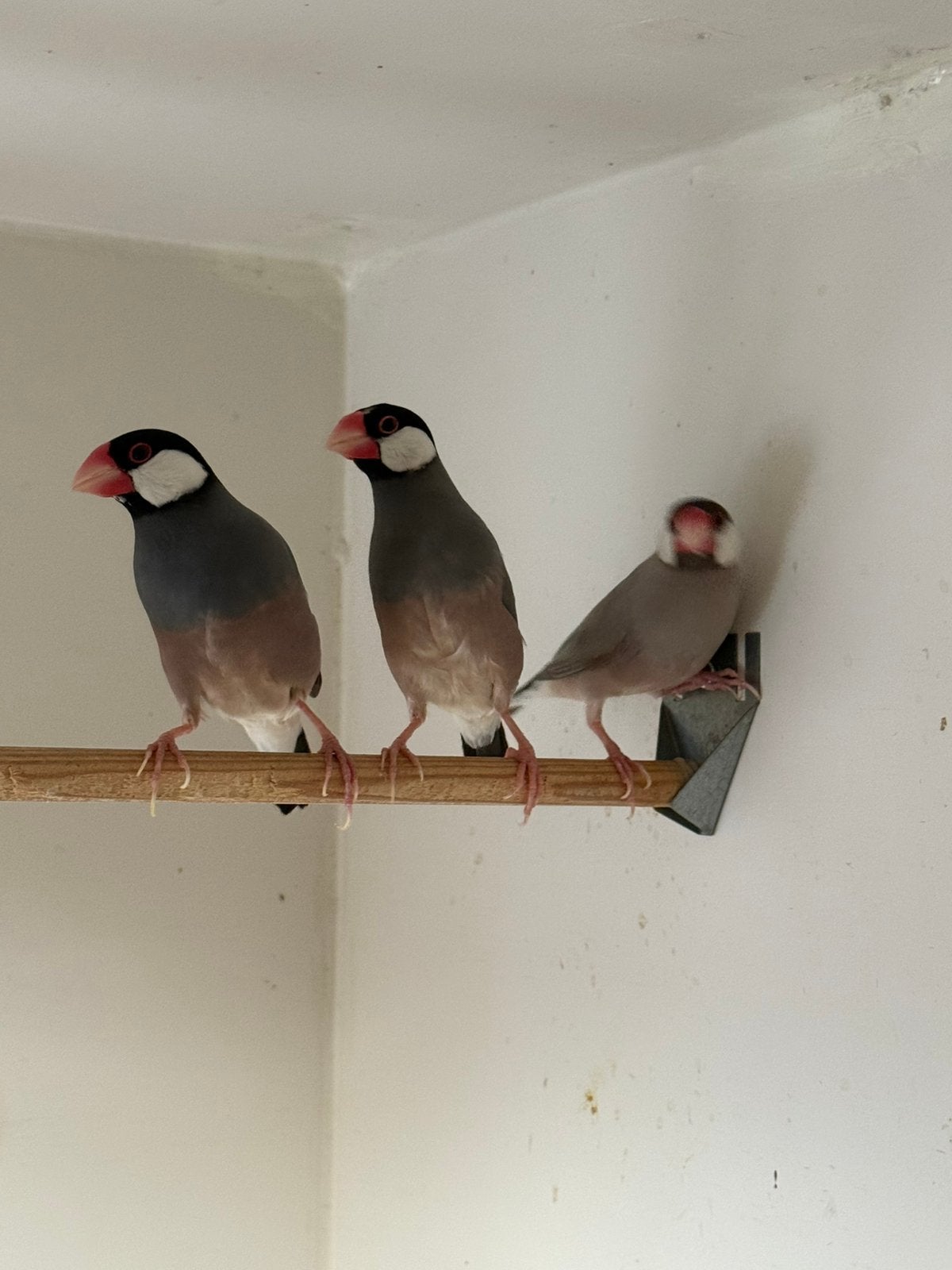 5 mooie rijstvogels, Dieren en Toebehoren, Meerdere dieren