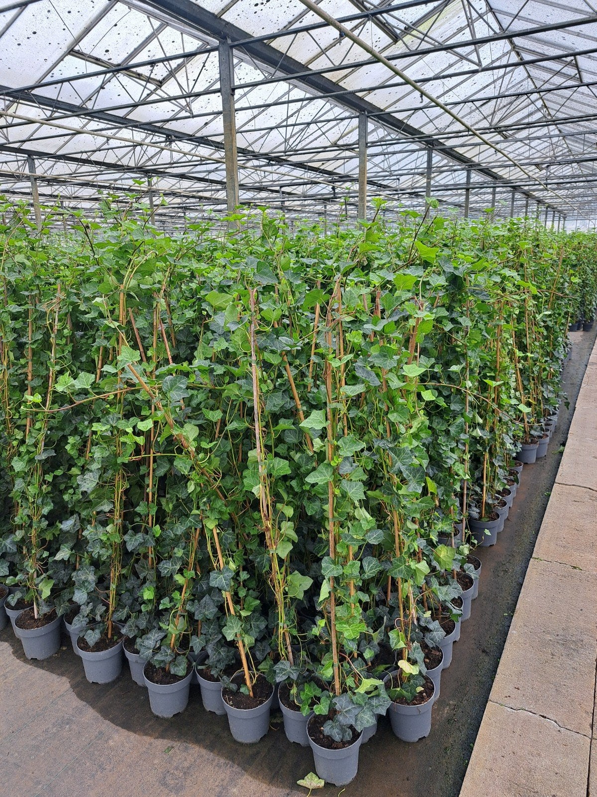 Hedera Hibernica (klimop), Ophalen, Overige soorten, 100 tot 250 cm
