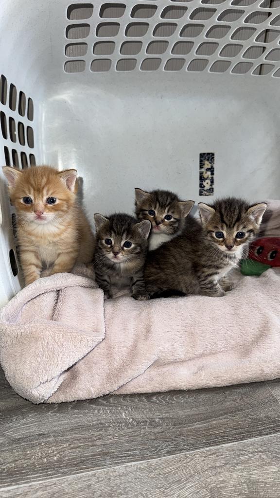 Nog 1 poes zoekt Gouden mandje ., Meerdere dieren, 0 tot 2 jaar
