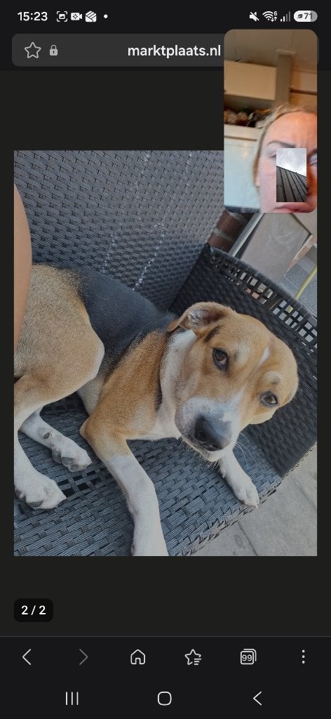 Nieuw huisje gezocht voor ons hondje, Jack Russell Terriër, Reu, 1 tot 2 jaar, Eén hond