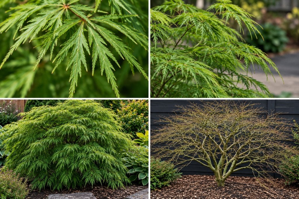 Partij 10 Japanse esdoorn Emerald Lace 50-70 cm €200, Tuin en Terras, Ophalen of Verzenden, Esdoorn, Struik, Minder dan 100 cm