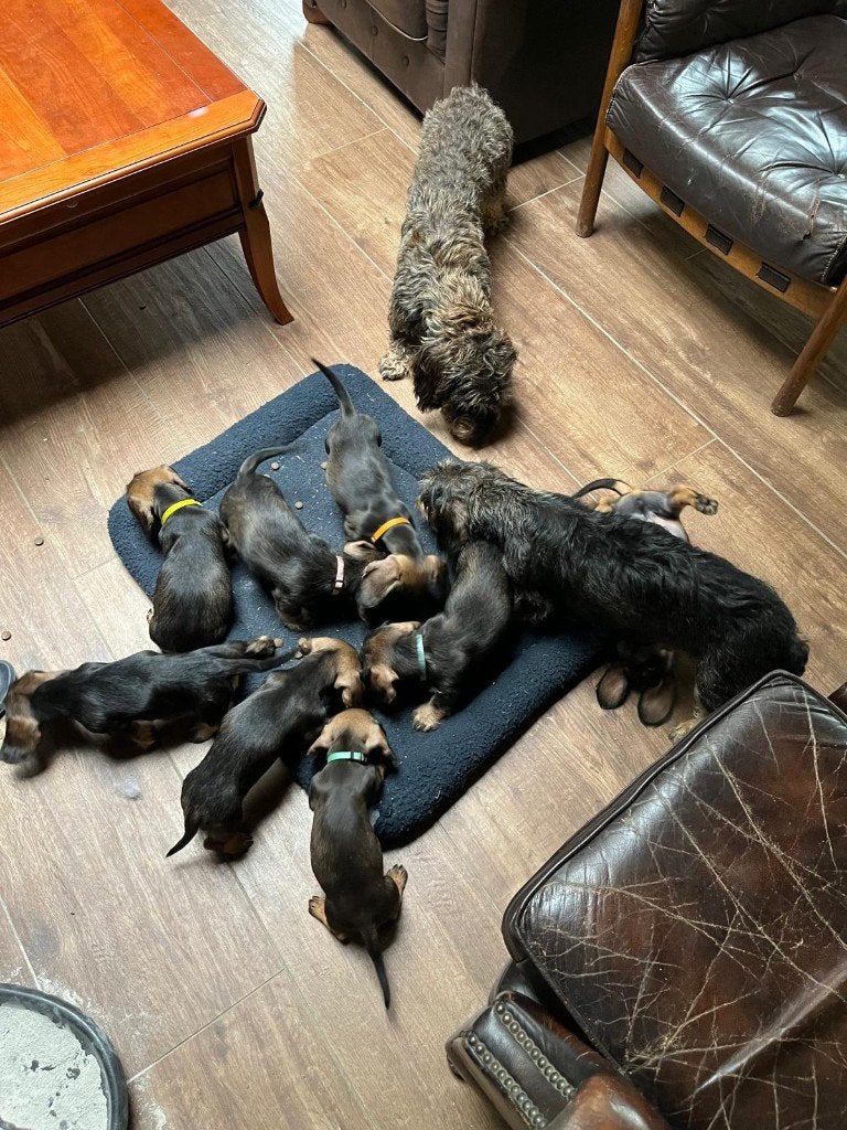 Te koop ruwharige teckel pups, Dieren en Toebehoren, Standaard, Reu, 8 tot 15 weken, Meerdere