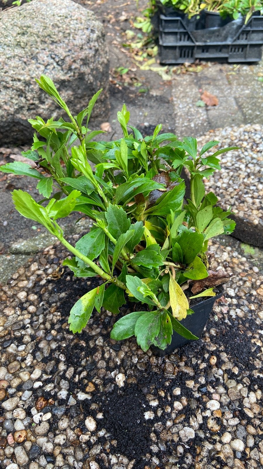 Groene Bodembedekker - Ideaal voor Tuin en Border, Ophalen, Bodembedekkers, Vaste plant, Bloeit niet