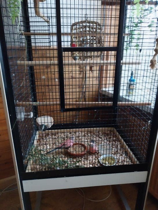 Koppel roze Bourkes met kooi !, Dieren en Toebehoren, Meerdere dieren, Parkiet