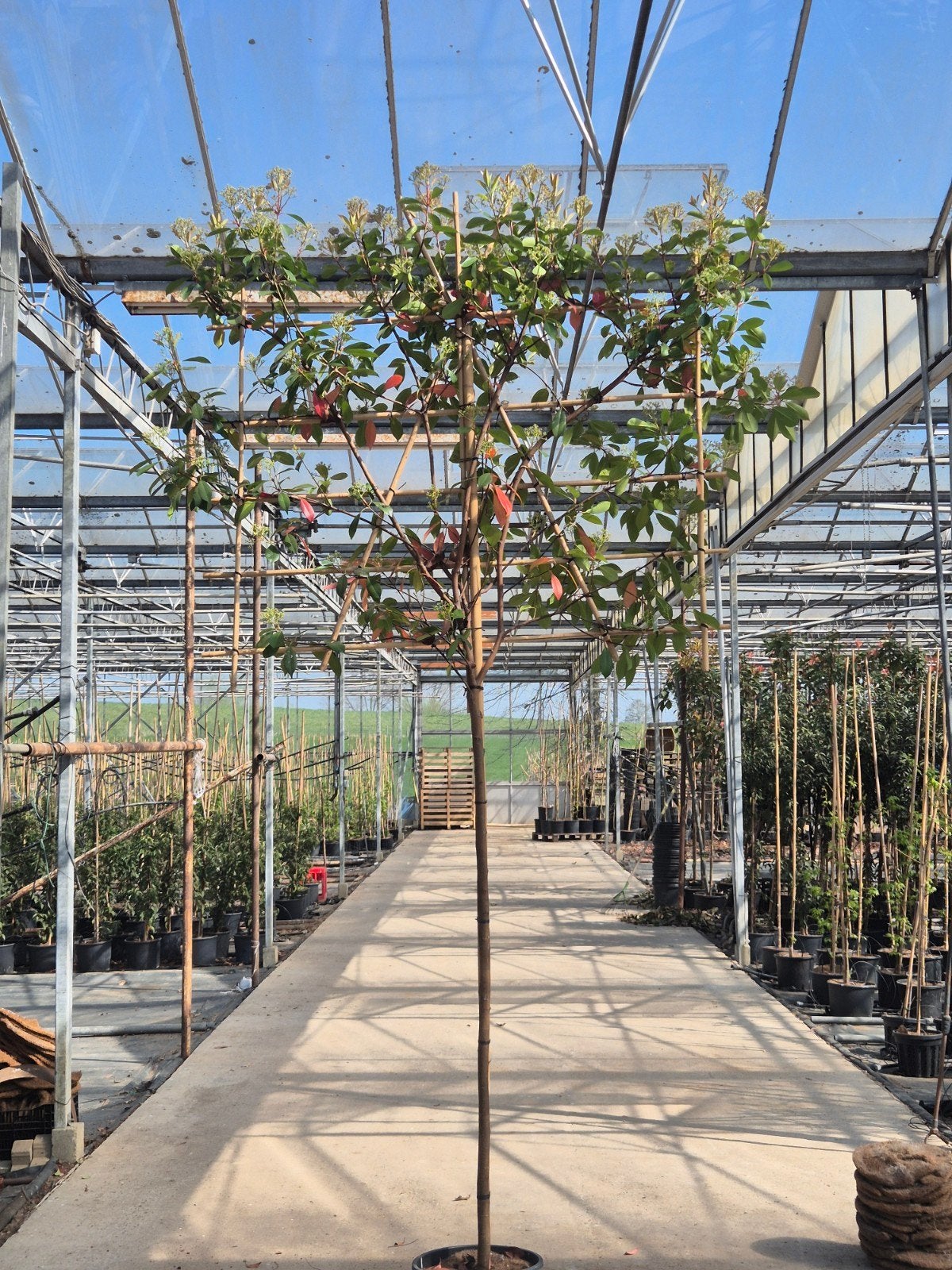 Glansmispel  leiboom  ( photinia red Robin), Ophalen of Verzenden, Overige soorten, Halfschaduw