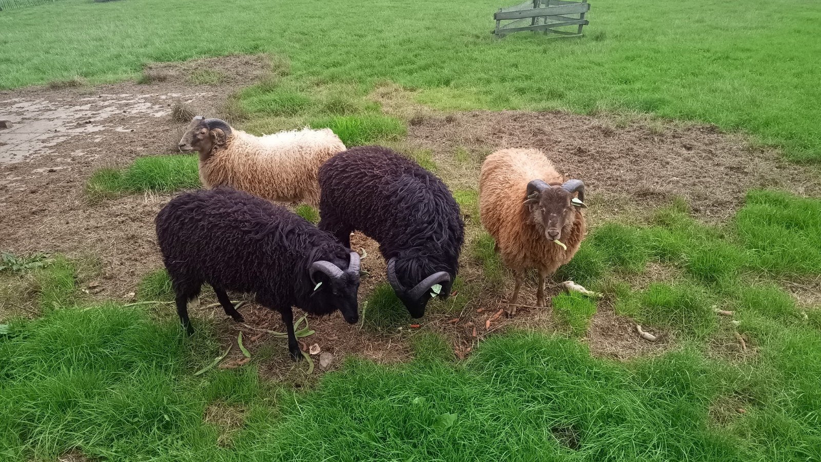 te koop rammen, Dieren en Toebehoren