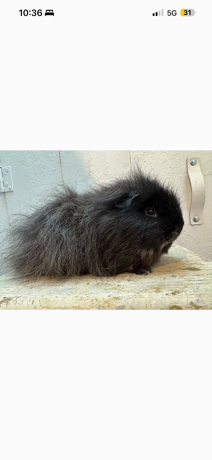 Lieve ch-teddy beren, Dieren en Toebehoren, Augustus, Mannelijk, Cavia