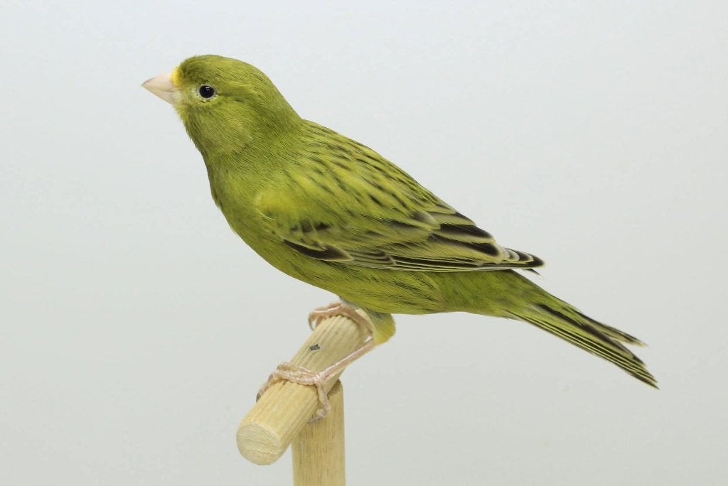 Goudagaat kanaries, Dieren en Toebehoren, Meerdere dieren, Kleurkanarie