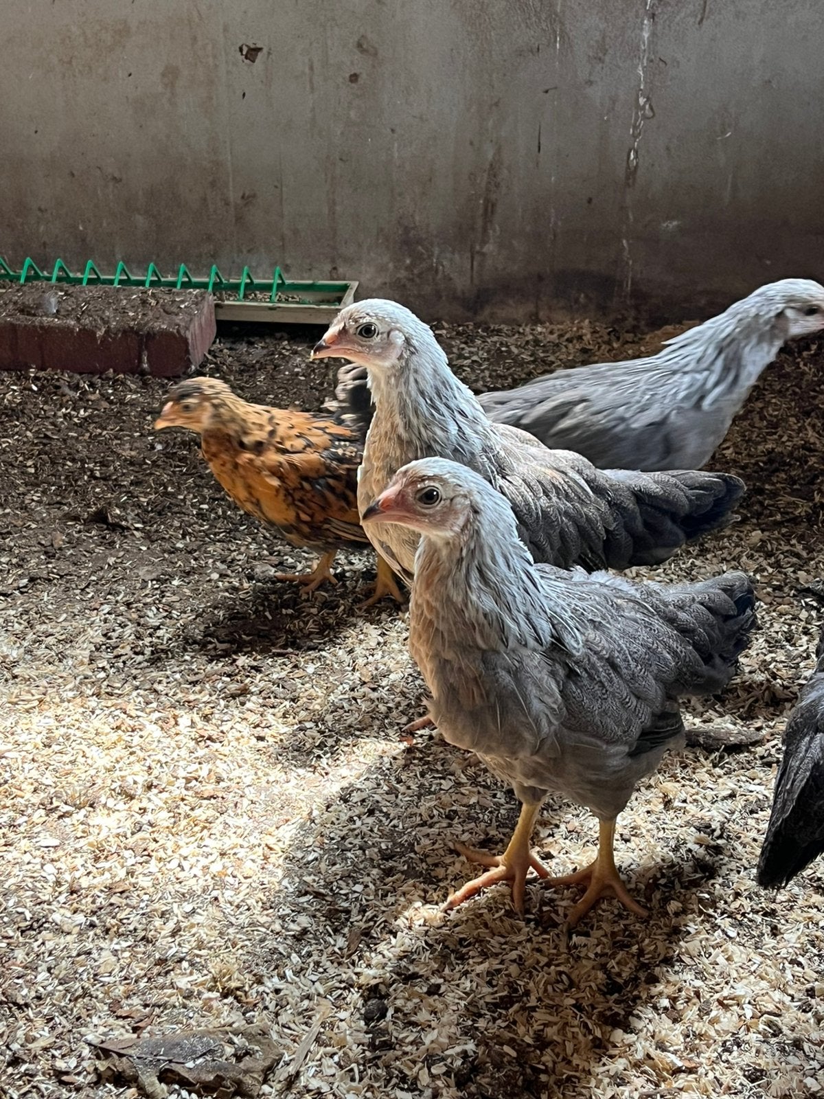 Trio twentse hoen zilverpatrijs groot, Meerdere dieren, Kip