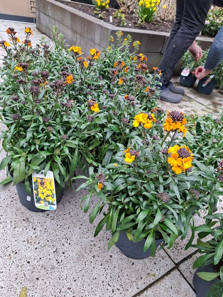 Vrolijke Oranje Muurbloem (Erysimum) - Perfect voor uw tuin!, Tuin en Terras, Ophalen of Verzenden