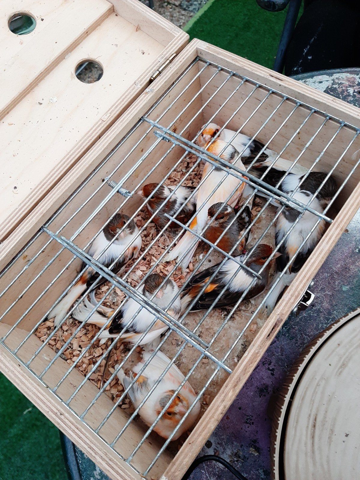 T.k. mooie grt jongen koppels harlekijn kanaries 2026, Dieren en Toebehoren, Vogels | Kanaries, Meerdere dieren, Kleurkanarie