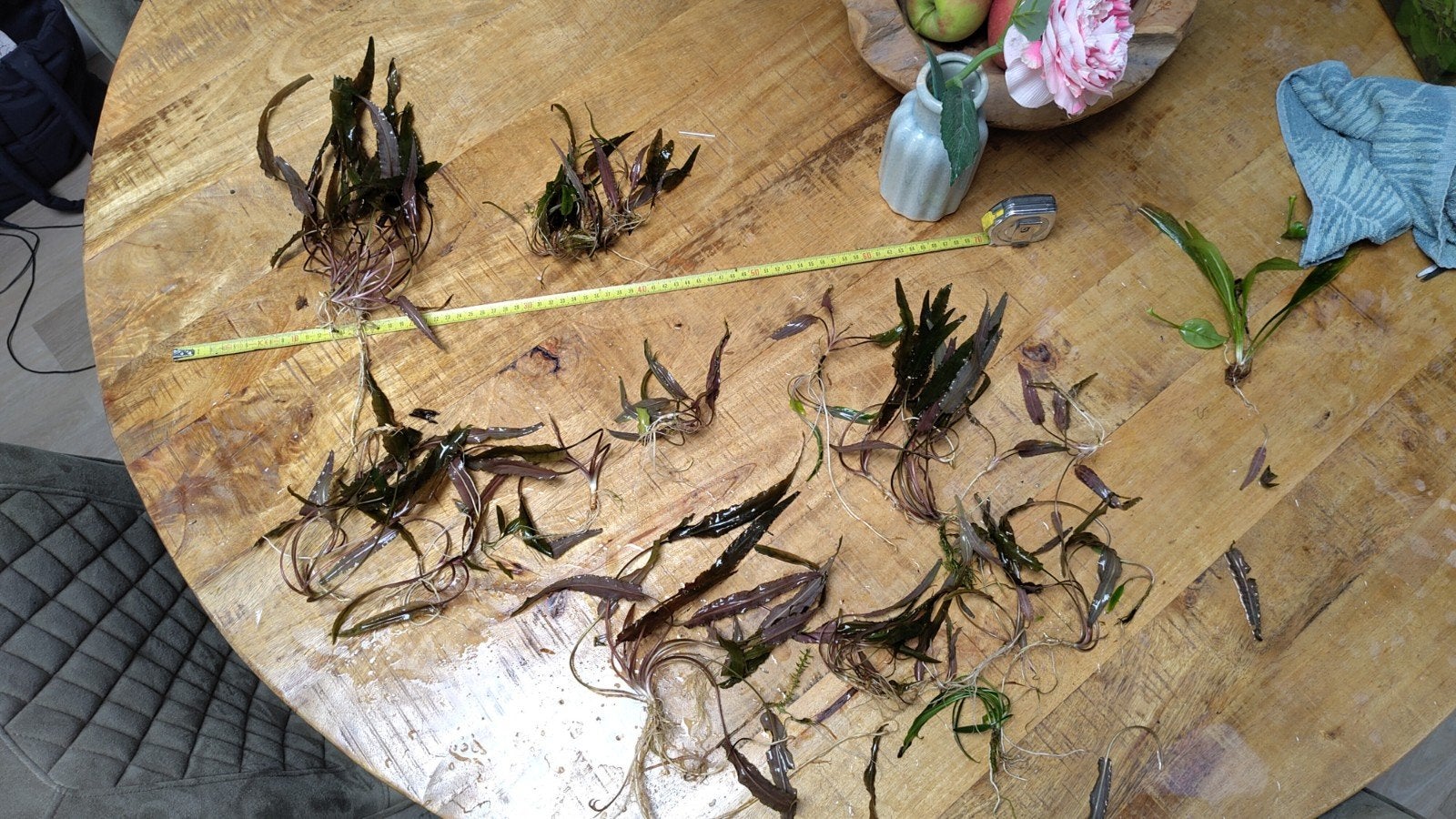 Cryptocoryne aquarium planten., Ophalen, Plant(en), Steen of Hout