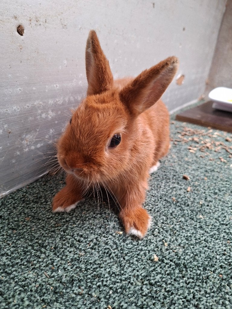 Konijnen Oranje Kleurdwerg en Rex Dalmatiner, Dieren en Toebehoren, Konijnen, Meerdere dieren, Dwerg, 0 tot 2 jaar