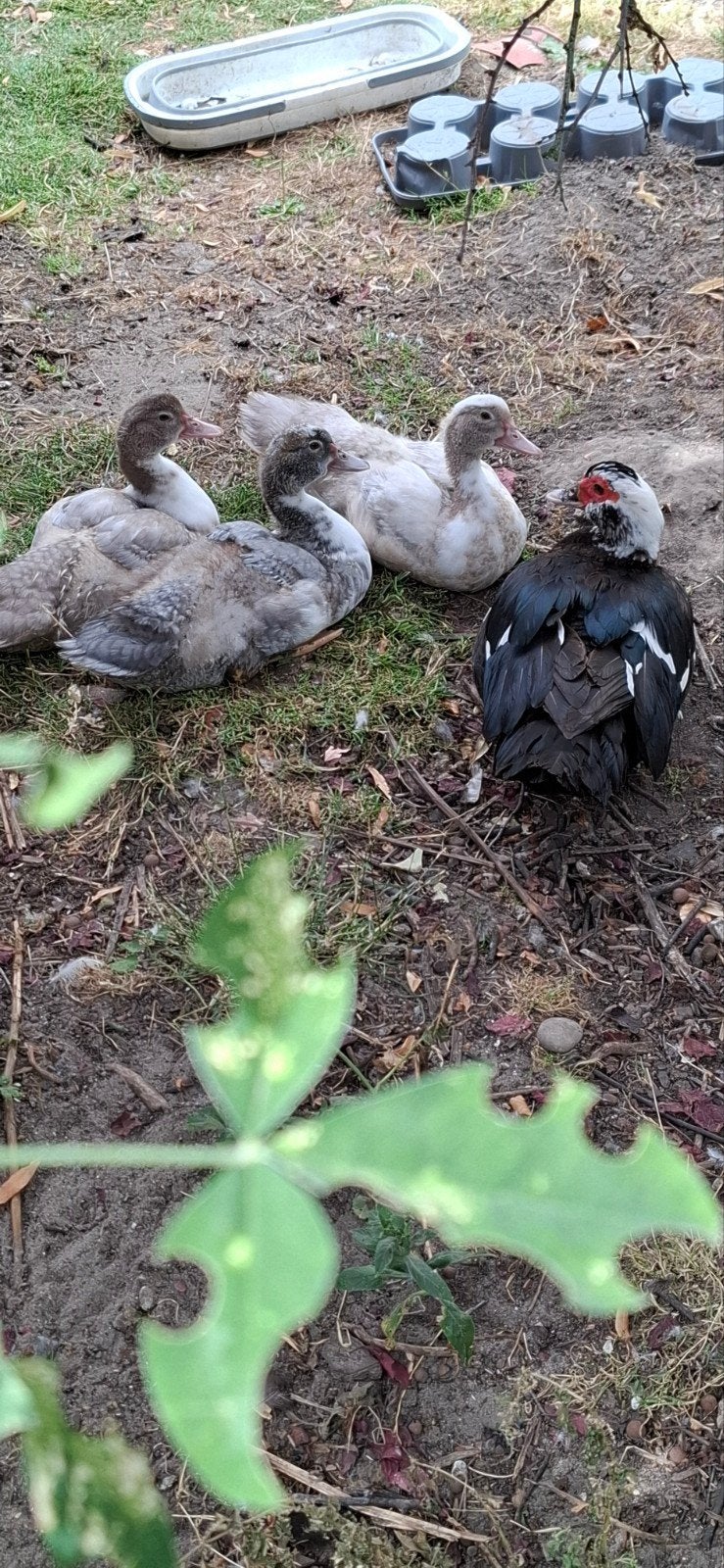 Jonge muskuseenden, Dieren en Toebehoren, Pluimvee, Meerdere dieren, Eend