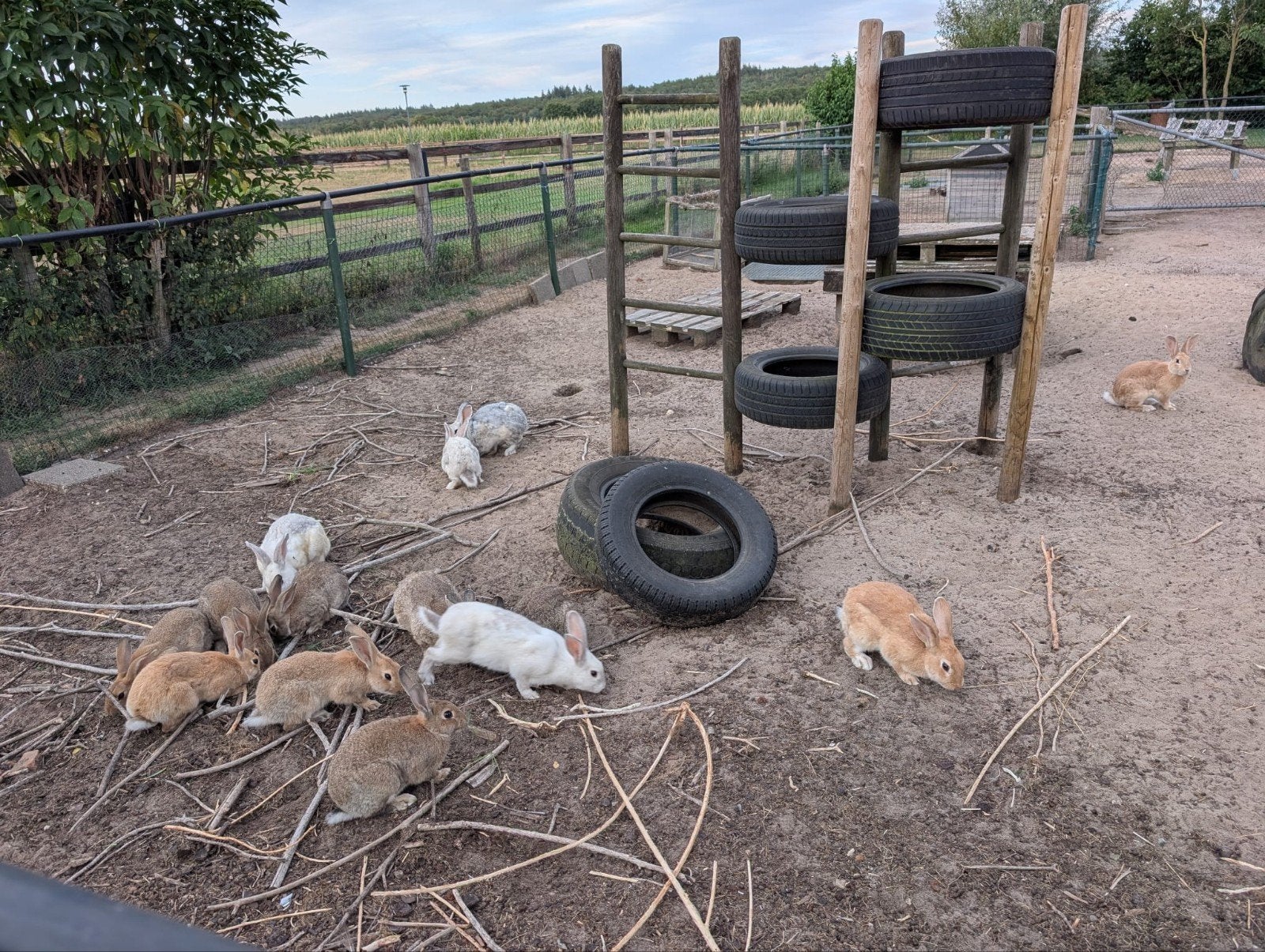 gratis konijnen, Dieren en Toebehoren