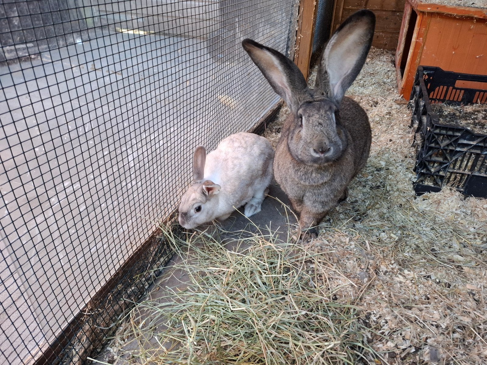 Twee leuke konijnen zoeken nieuw baasje, Dieren en Toebehoren, Knaagdieren, Augustus, Vrouwelijk, Overige typen