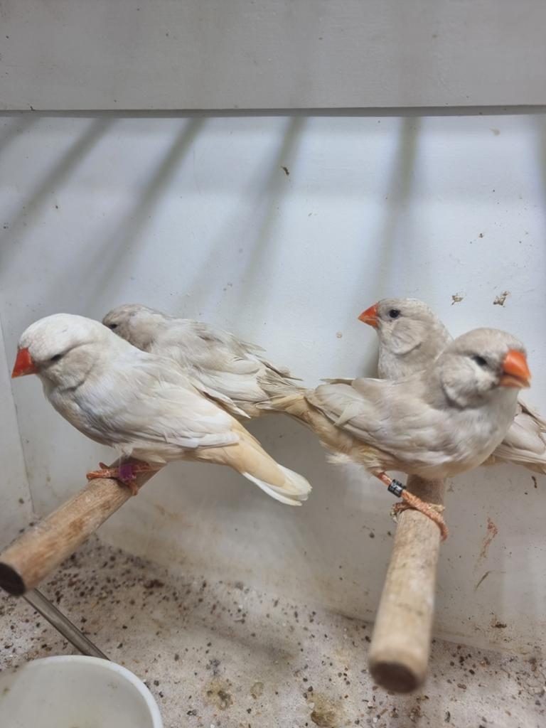 Te koop 3 poppen pastel oranje Isabel split charcoal, Dieren en Toebehoren, Vogels | Overige Vogels, Vrouwelijk