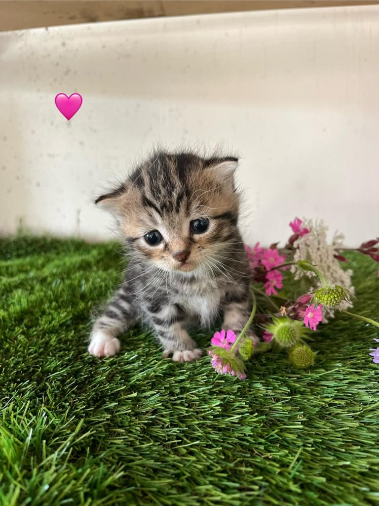 Mooie lieve kittens te koop!, Meerdere dieren, Ontwormd