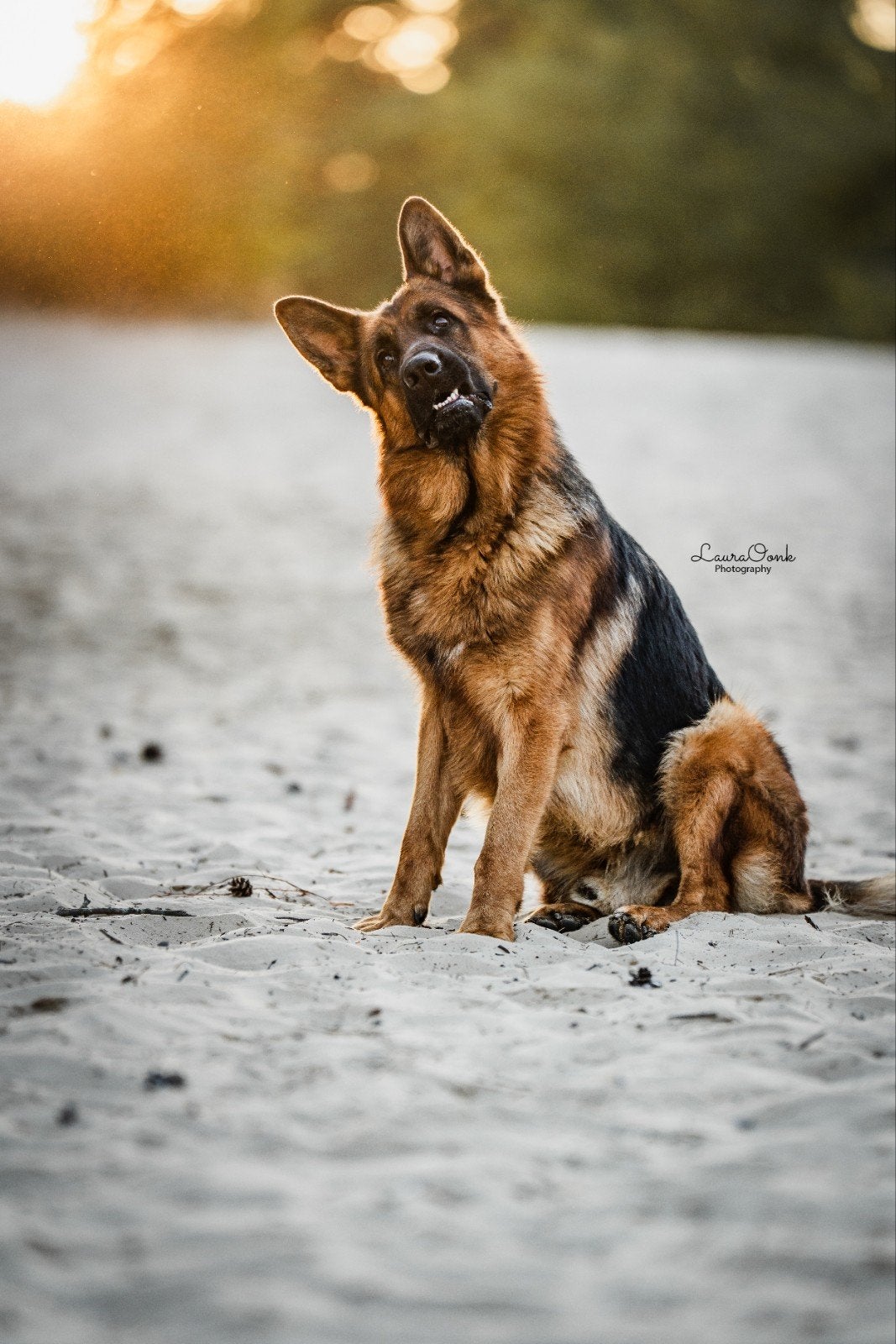 Duitse herder reu HD A / ED vrij de liefste van de wereld, Nederland, Reu, Parvo, Eén hond