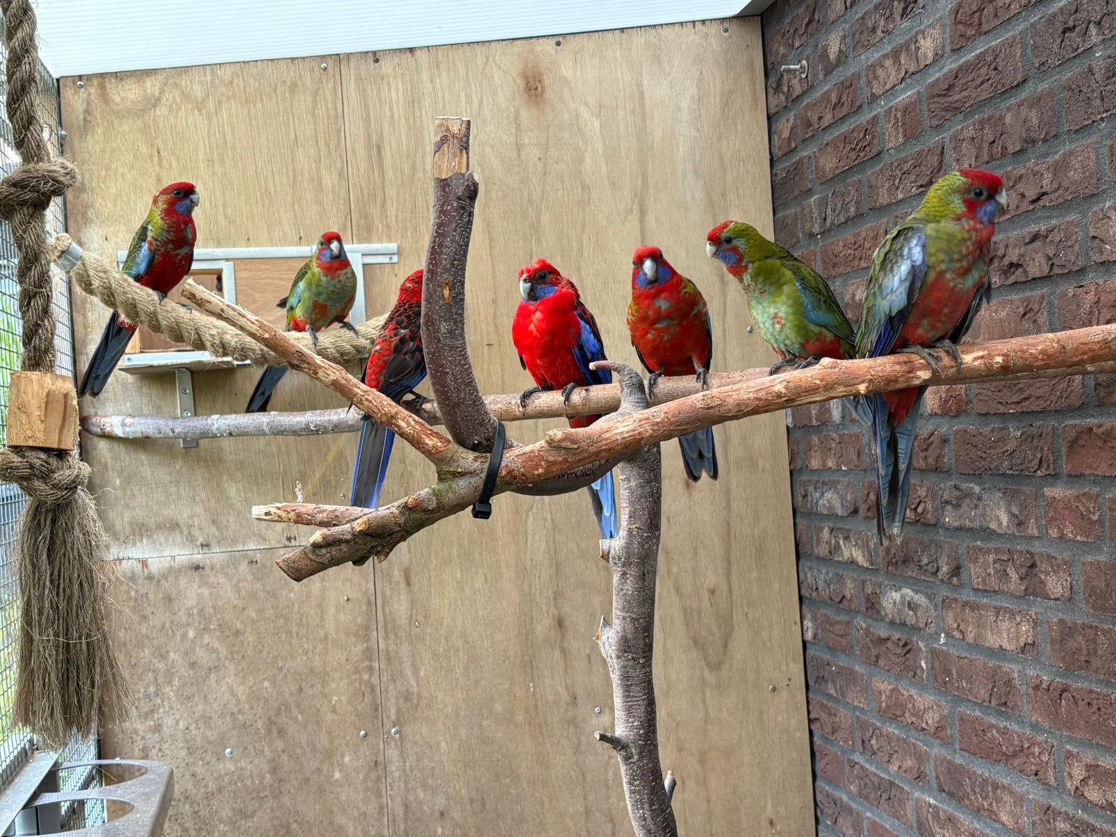 Jonge penant rosella’s, Dieren en Toebehoren, Vogels | Parkieten en Papegaaien, Meerdere dieren, Parkiet