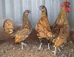 Sebright krielkippen, Dieren en Toebehoren, Pluimvee, Meerdere dieren, Kip