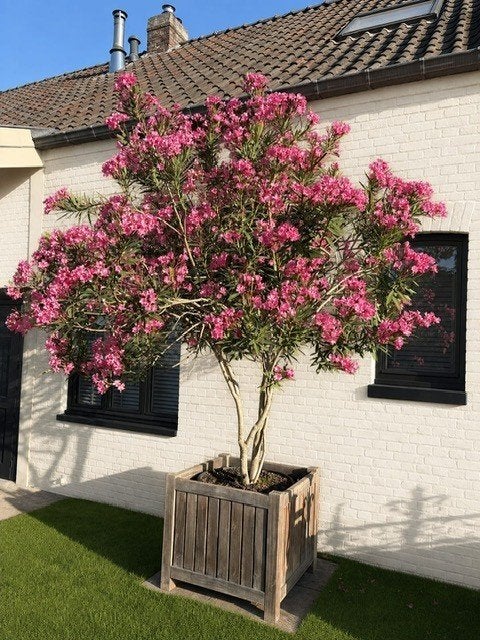 Oleander, Tuin en Terras, Planten | Tuinplanten, Volle zon, Vaste plant, Zomer, Ophalen