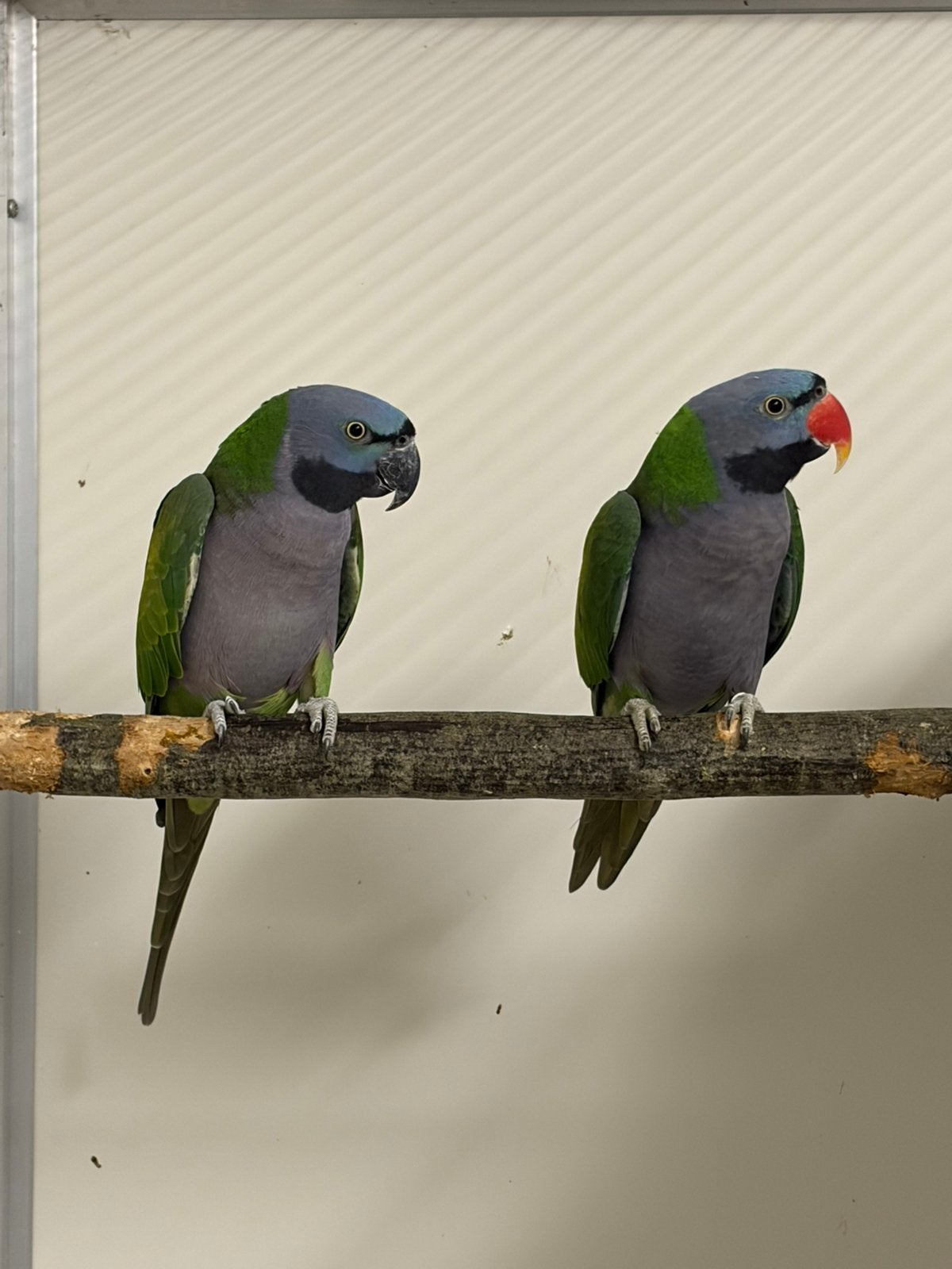 Koppel derbyan parkieten., Dieren en Toebehoren, Meerdere dieren, Parkiet, Geringd