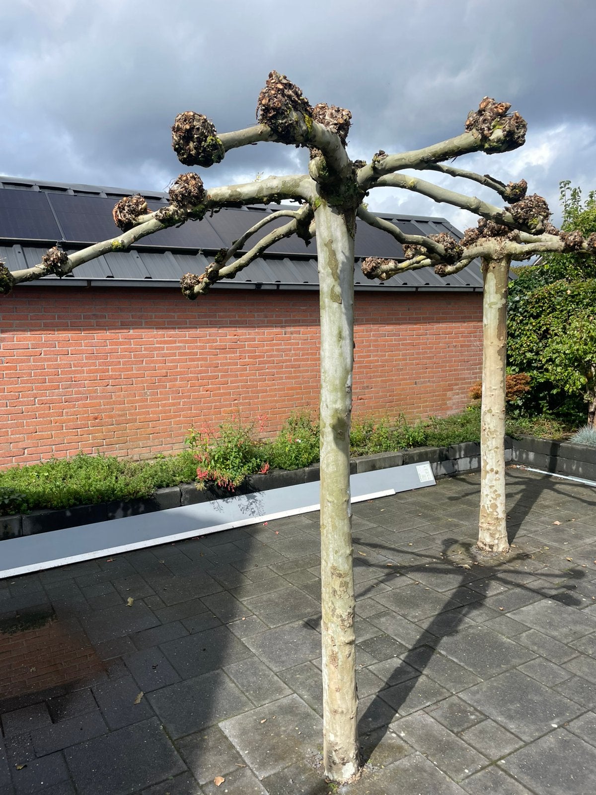 2 nette dakplantanen ( volwassen bomen ), Tuin en Terras, Ophalen, Volle zon, Overige soorten