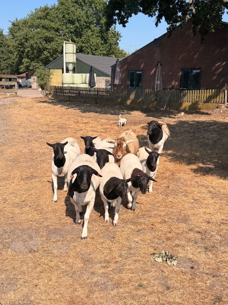 Dorper schapen te koop geboren 2026, Dieren en Toebehoren, Meerdere dieren, Schaap, 0 tot 2 jaar