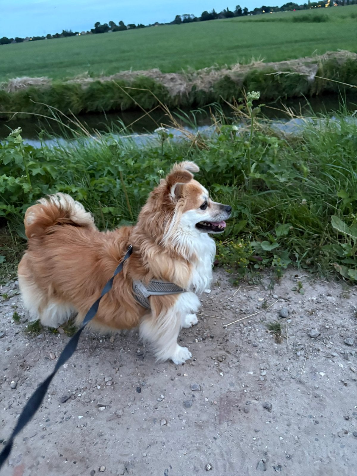 Ter adoptie beauty klein teefje 6 jaar oud, Dieren en Toebehoren, Honden | Niet-rashonden, 6 jaar of ouder, Teef, Parvo, Meerdere