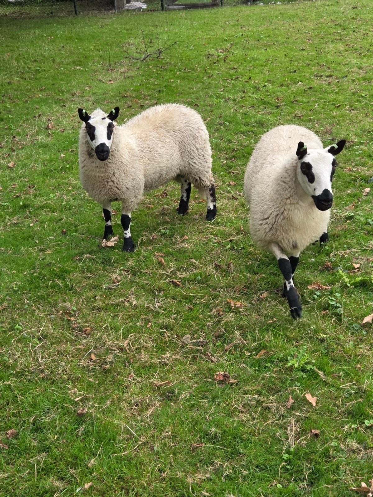 Kerry hill schapen, Dieren en Toebehoren, Vrouwelijk, Schaap