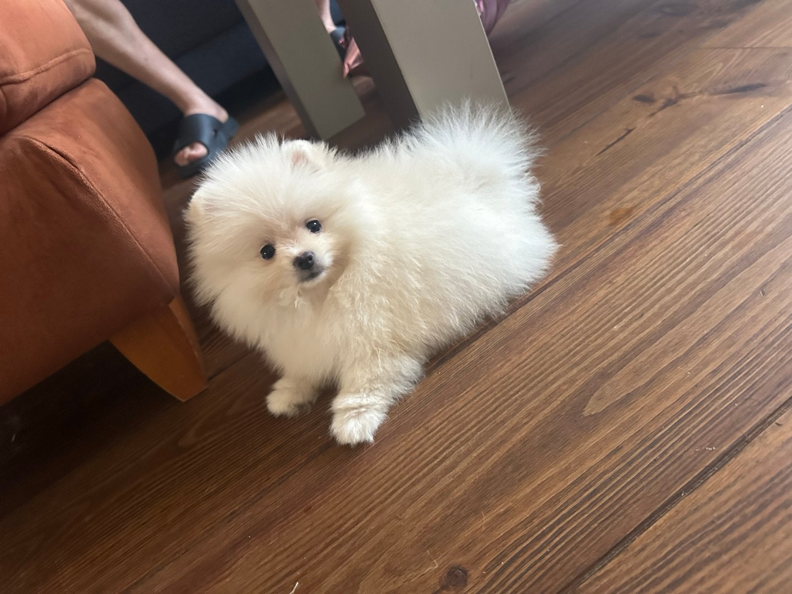 Mini pomeranian puppy-meisje, Particulier, Rabiës (hondsdolheid), 15 weken tot 1 jaar, Overige rassen