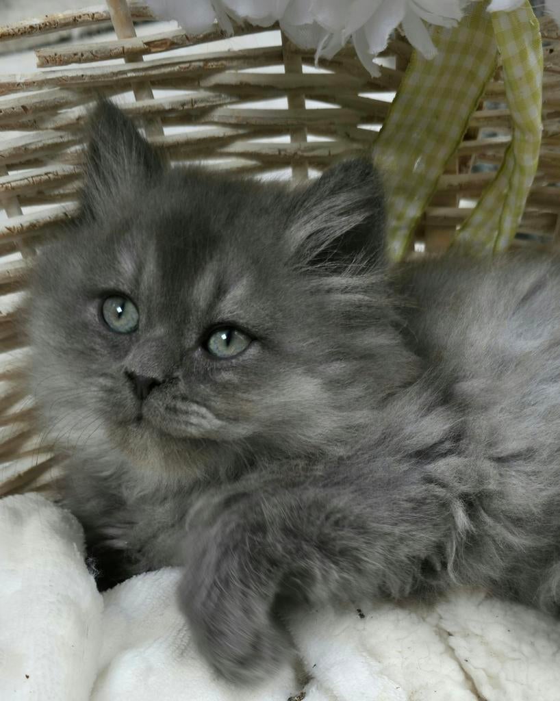 Britshe langhaar  katertjes, Kater, Ontwormd