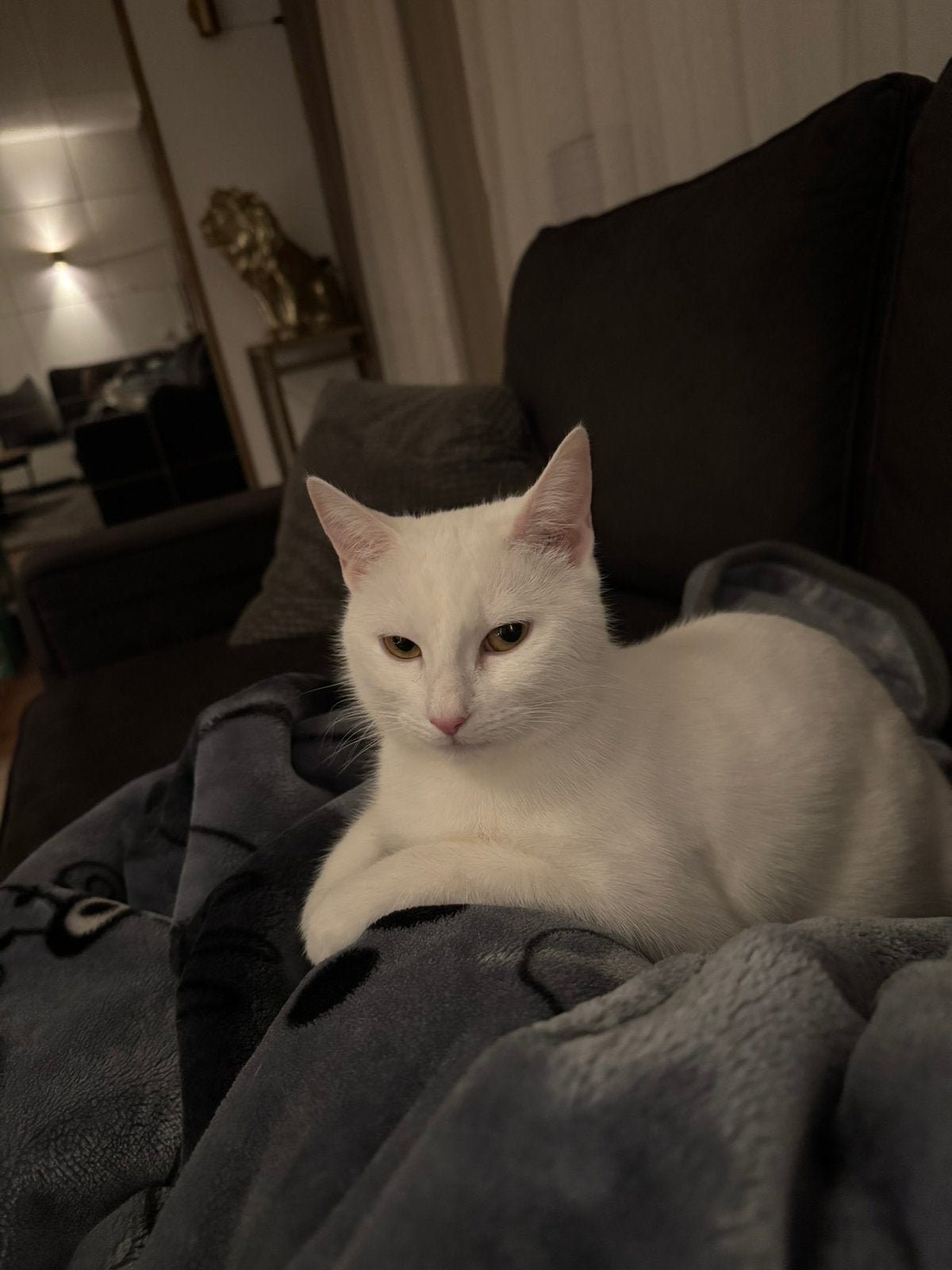 Prachtige Angora poes Luna (2 jaar) zoekt huisje, Poes, Ontwormd, 0 tot 2 jaar