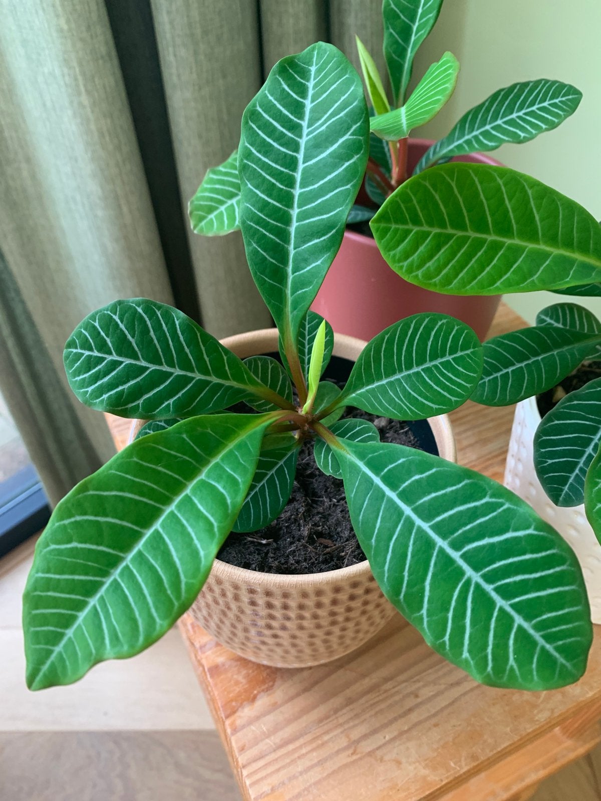 Madagascar Jewel plant met pot, Ophalen, Halfschaduw, Minder dan 100 cm