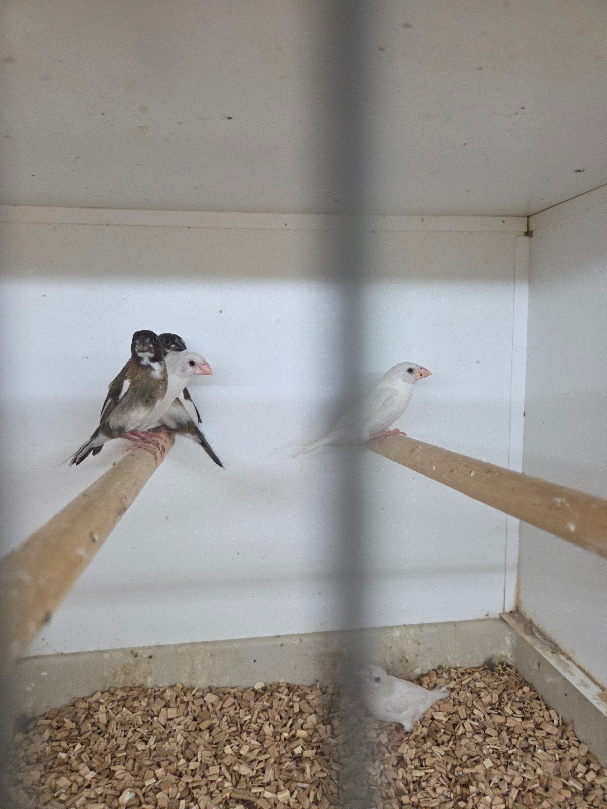 Japanse meeuwtjes, Dieren en Toebehoren, Vogels | Overige Vogels, Meerdere dieren