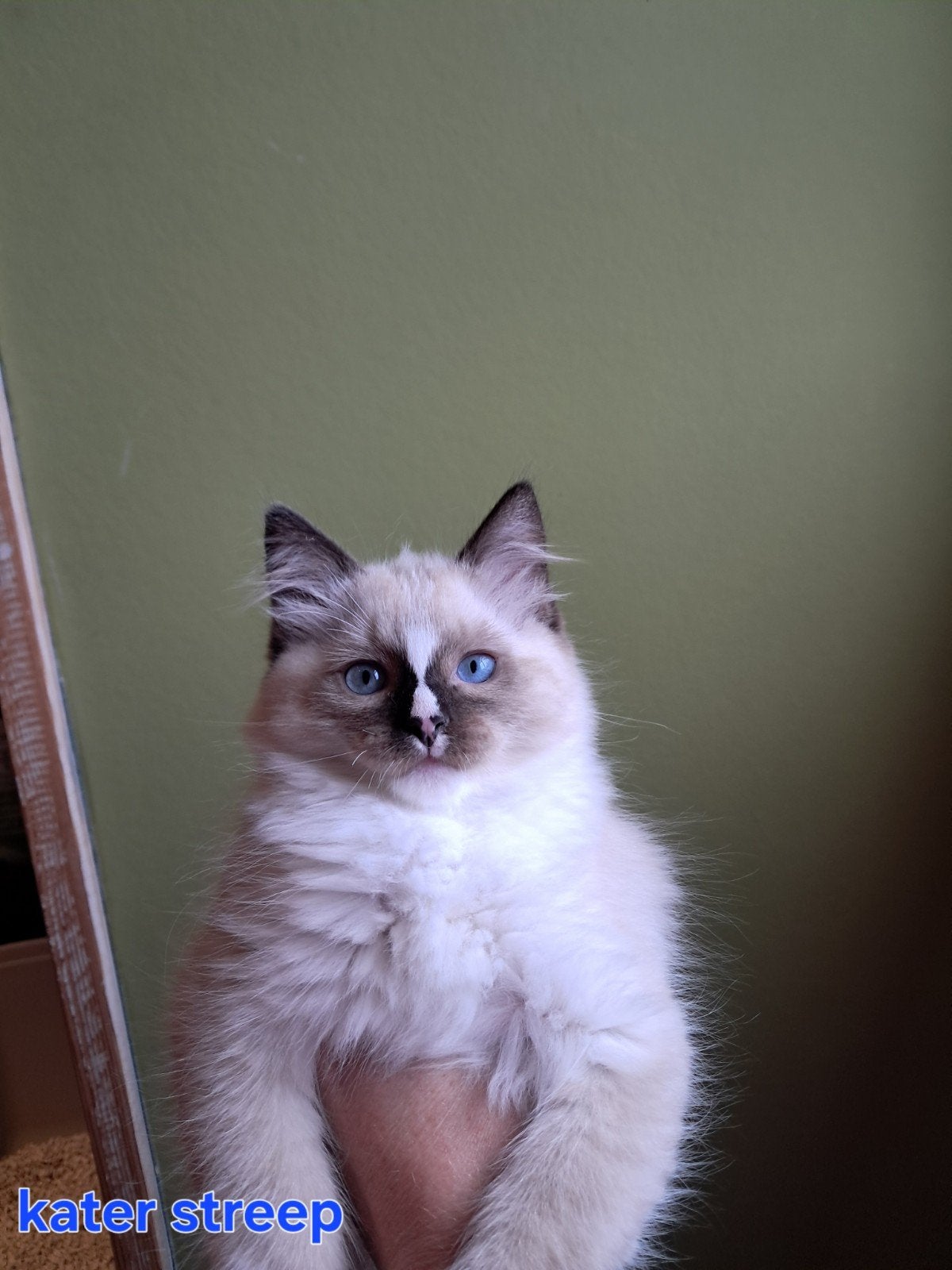 Super lieve en aanhankelijke Ragdoll Kittens volledig gevacc, Meerdere dieren, Gechipt, 0 tot 2 jaar