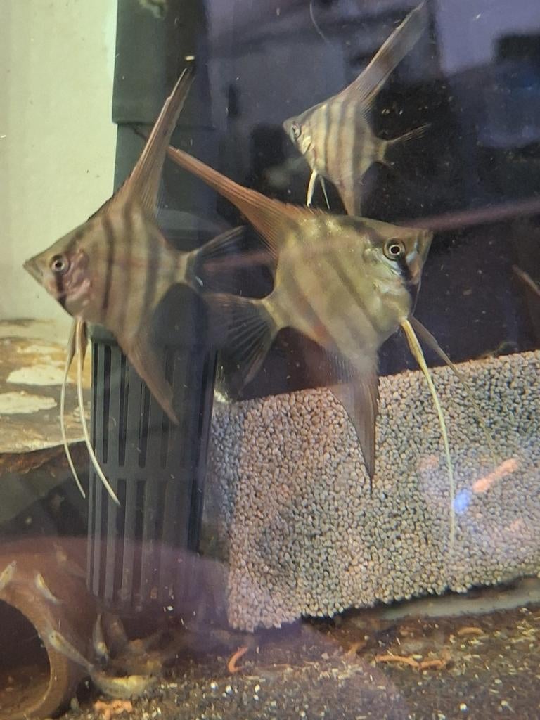 Jonge Manacapuru Red Back maanvissen, Vis, Zoetwatervis, Schoolvis