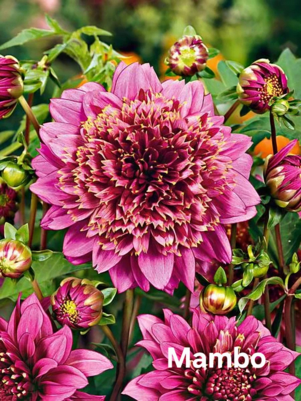Dahlia planten op pot, Ophalen, Volle zon, Knol