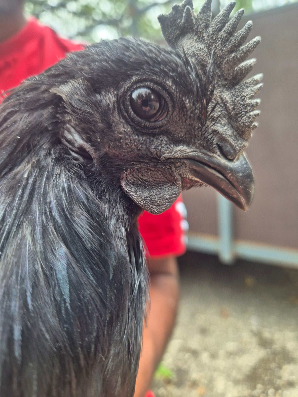 ayam cemani Haan, Dieren en Toebehoren