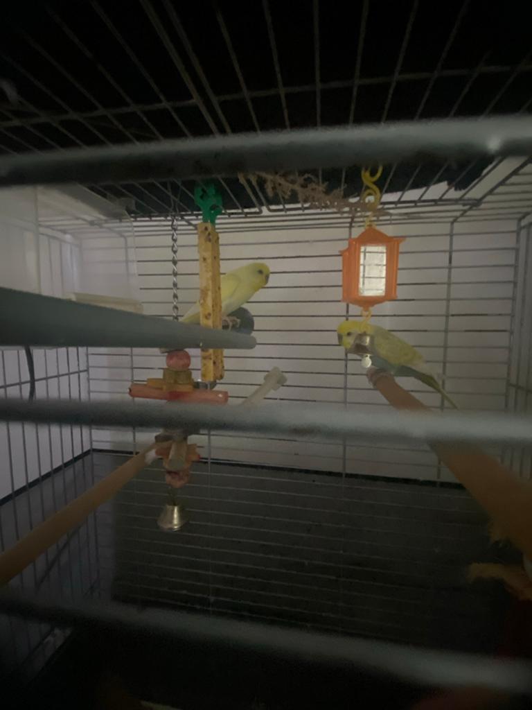 2 parkieten Tekoop, Dieren en Toebehoren, Vogels | Parkieten en Papegaaien, Meerdere dieren, Parkiet