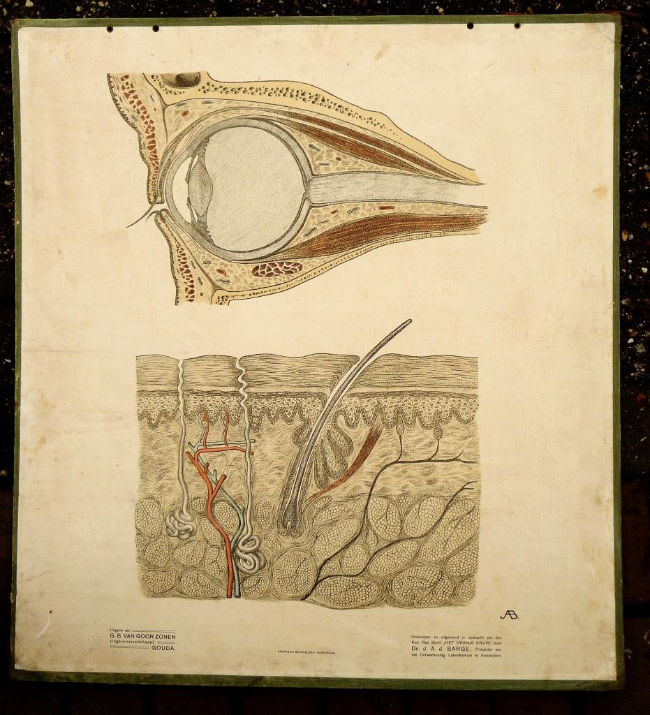 Oude anatomie schoolplaat van oog en huid 100 jaren oud, Antiek en Kunst, Antiek | Schoolplaten, Natuur en Biologie, Ophalen of Verzenden