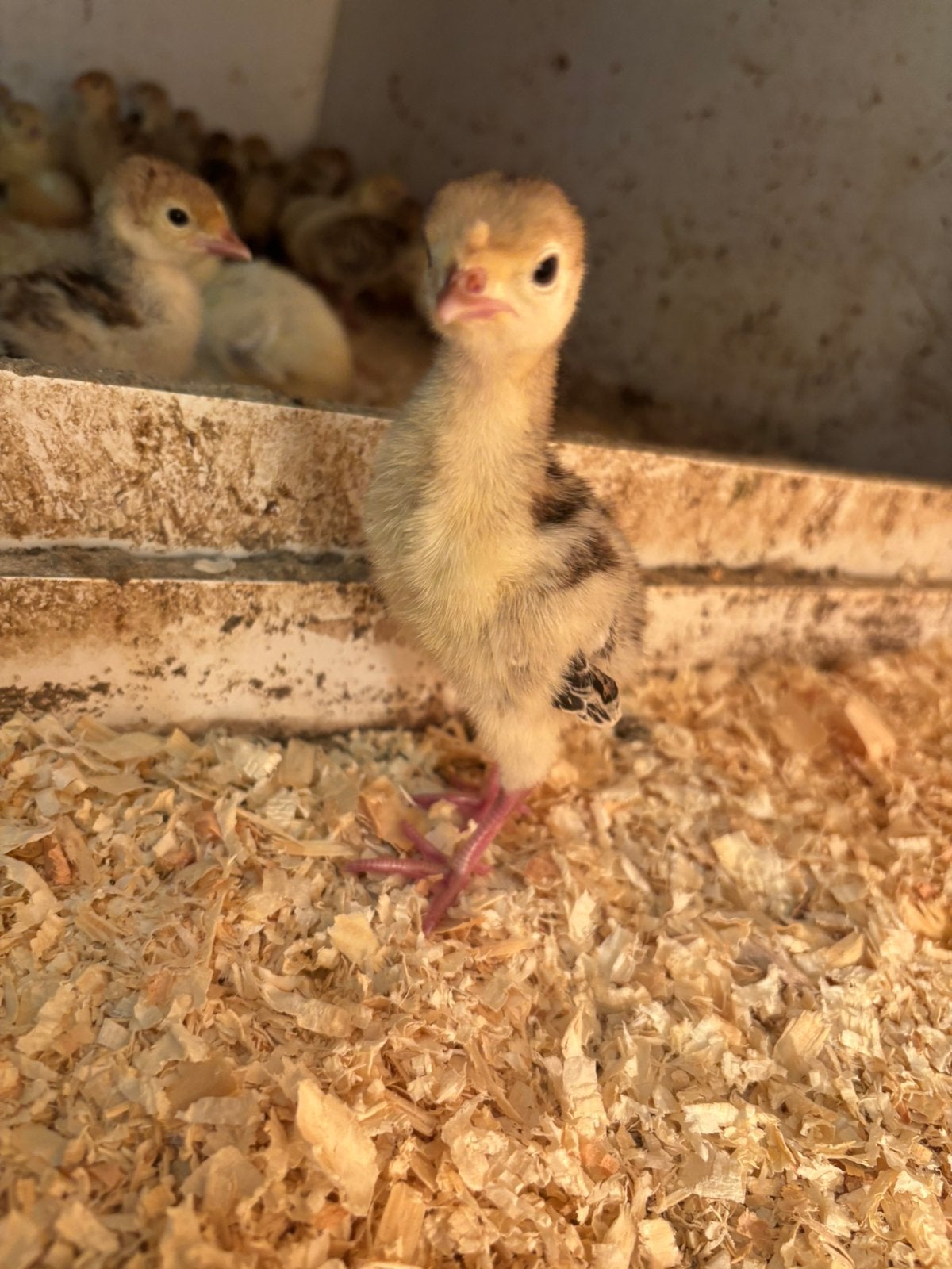 Kalkoenen kuikens, Dieren en Toebehoren, Pluimvee, Meerdere dieren, Kalkoen