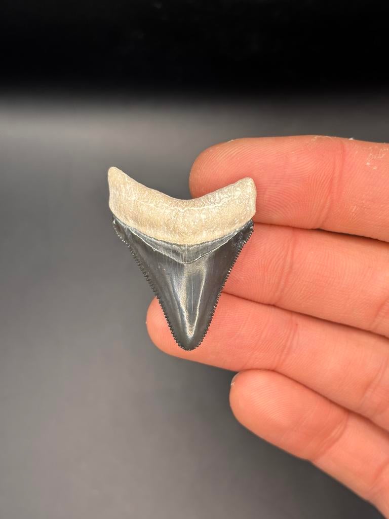 Megalodon fossiele haaientand Bone Valley, Verzamelen, Mineralen en Fossielen, Ophalen of Verzenden, Fossiel