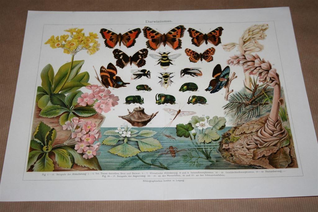 Antieke kleurenlitho - Evolutie van Darwin - Circa 1900 !!, Antiek en Kunst, Ophalen of Verzenden