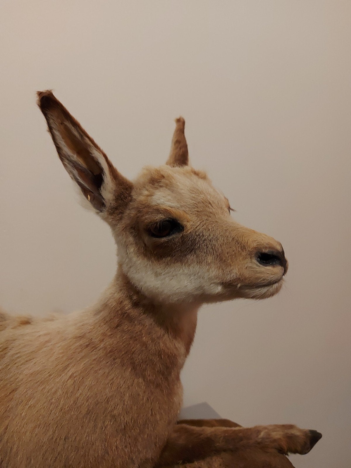 Opgezette jonge gems taxidermy schedel gewei hert brocante, Ophalen, Wild dier, Opgezet dier