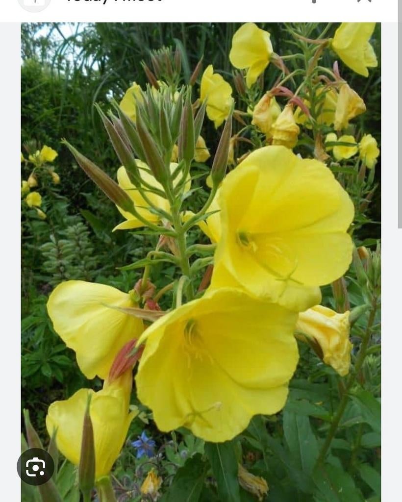 Teunisbloem vaste planten, Tuin en Terras, Planten | Tuinplanten, Overige soorten, Vaste plant, Ophalen of Verzenden, Halfschaduw
